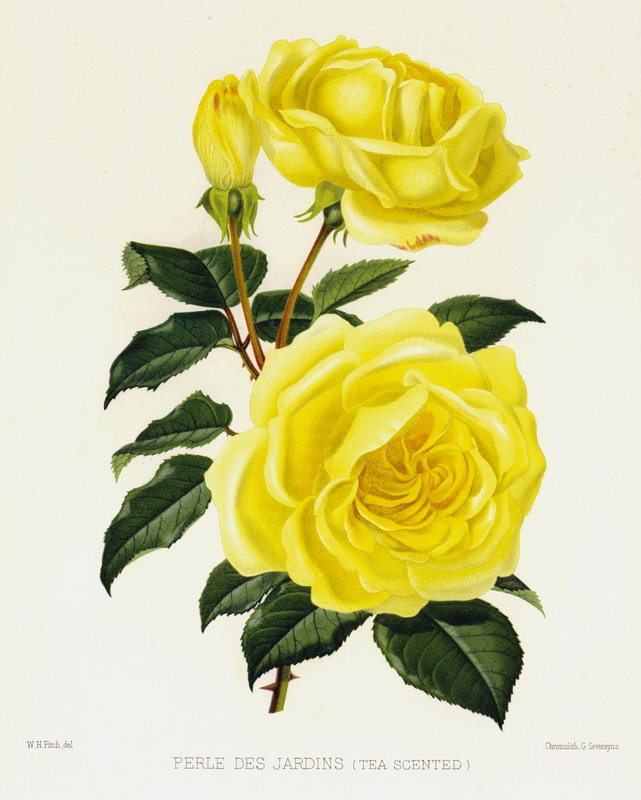 A Rózsakert: Perle Des Jardins, Teaillatú alkotó: English School