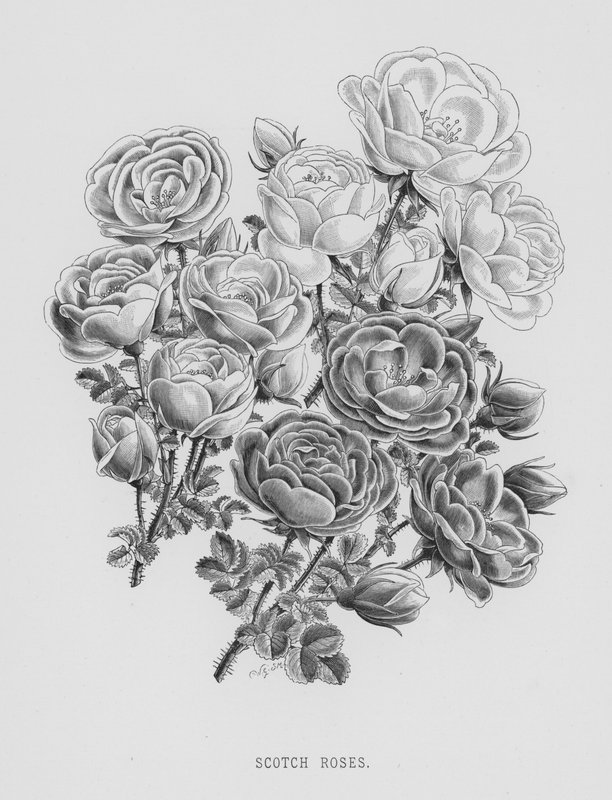 A Rózsakert: Scotch Roses (metszet) alkotó: English School