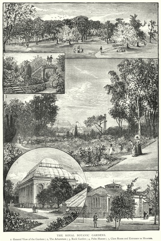 Királyi Botanikus Kert (metszet) alkotó: English School