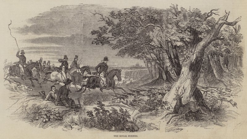 The Royal Hounds (metszet) alkotó: English School
