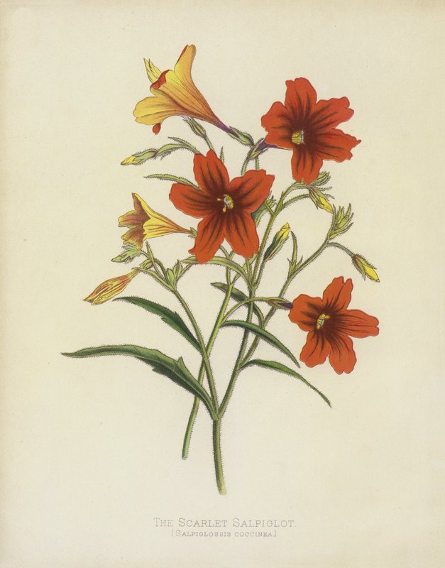 A Scarlet Salpiglot, Salpiglossis Coccinea alkotó: English School