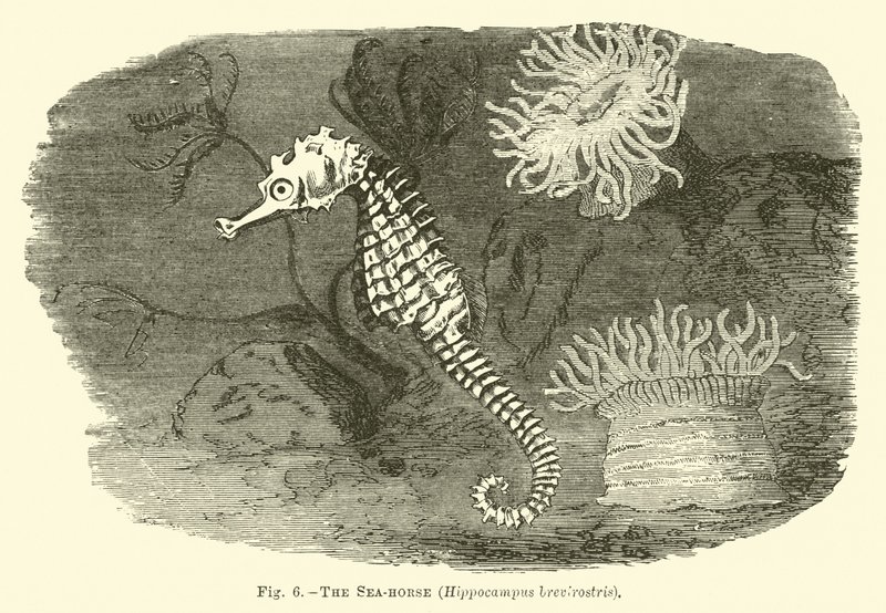 Tengeri ló, Hippocampus brevirostris alkotó: English School