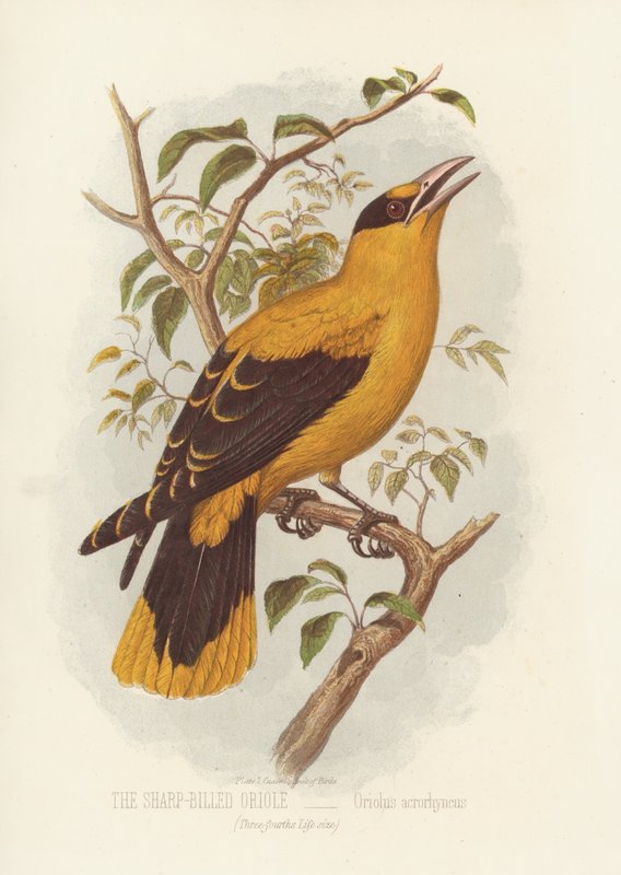 Az éles csőrű oriole, Oriolus Acrorhyncus (színes litho) alkotó: English School