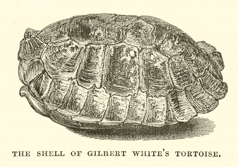 Gilbert White teknősbéka páncélja (metszet) alkotó: English School