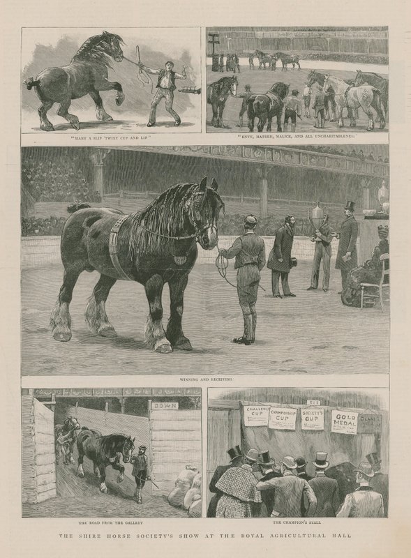 A Shire Horse Society bemutatója a Royal Agricultural Hallban alkotó: English School