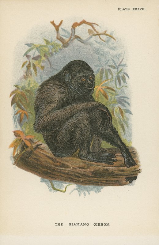 A Siamang Gibbon alkotó: English School