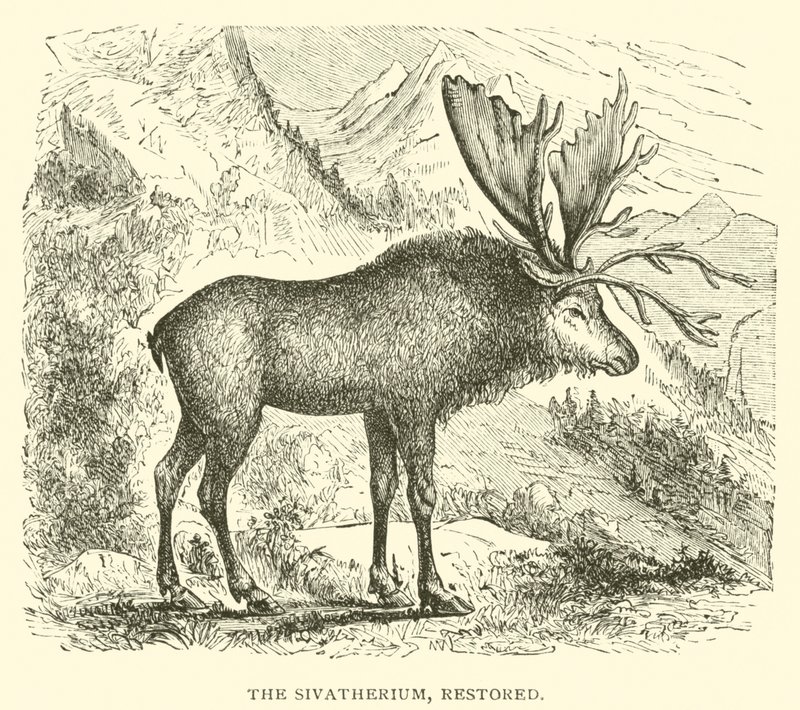 A Sivatherium, restaurált (metszet) alkotó: English School