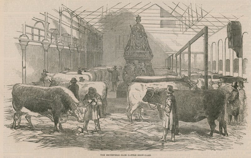 A Smithfield Club szarvasmarha bemutató udvara alkotó: English School