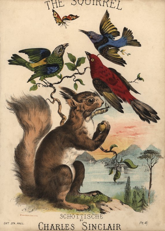 The Squirrel, Schottische by Charles Sinclair, kottaborító (színes litográfia) alkotó: English School