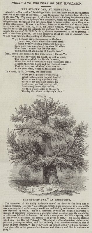 The Sydney Oak, Penshurst (metszet) alkotó: English School