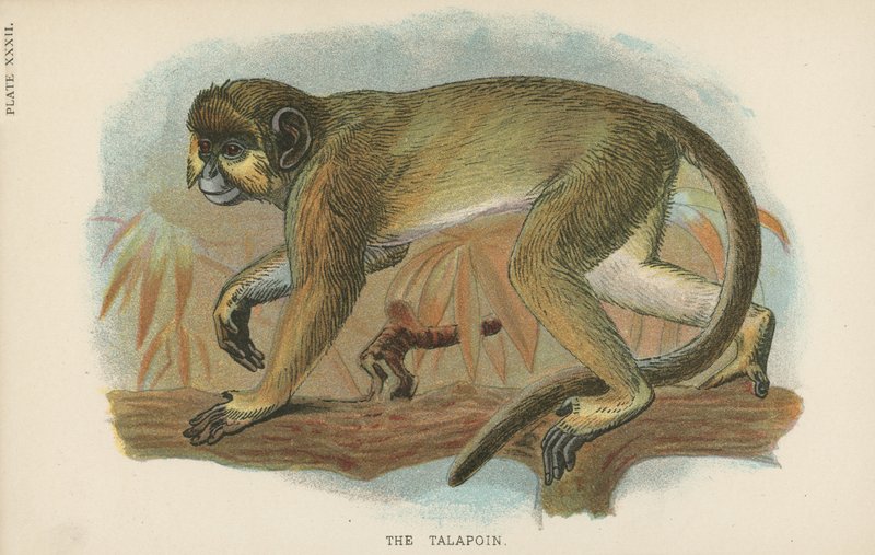 A Talapoin alkotó: English School