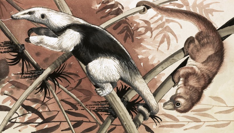 A Tamandua alkotó: English School