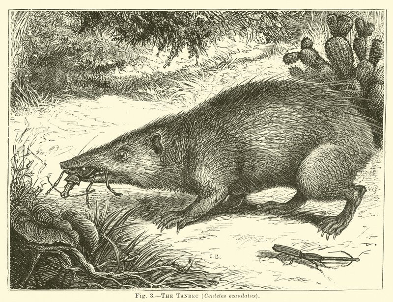 A Tanrec, Centetes ecaudatus alkotó: English School
