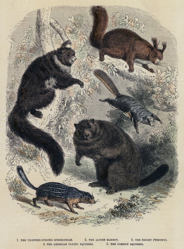 A tizenhárom csíkos spermofil, az alpesi mormota, a fényes pteromys, az amerikai repülő mókus, a közönséges mókus (színes metszet) alkotó: English School