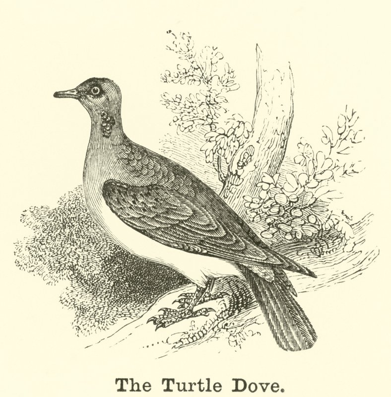 A Turtle Dove alkotó: English School