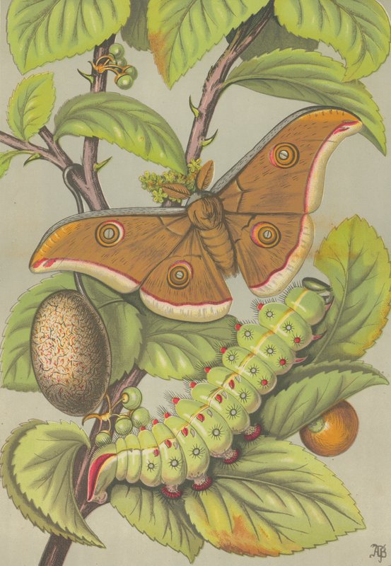 Az indiai tuszár selyemhernyó (színes litho) alkotó: English School