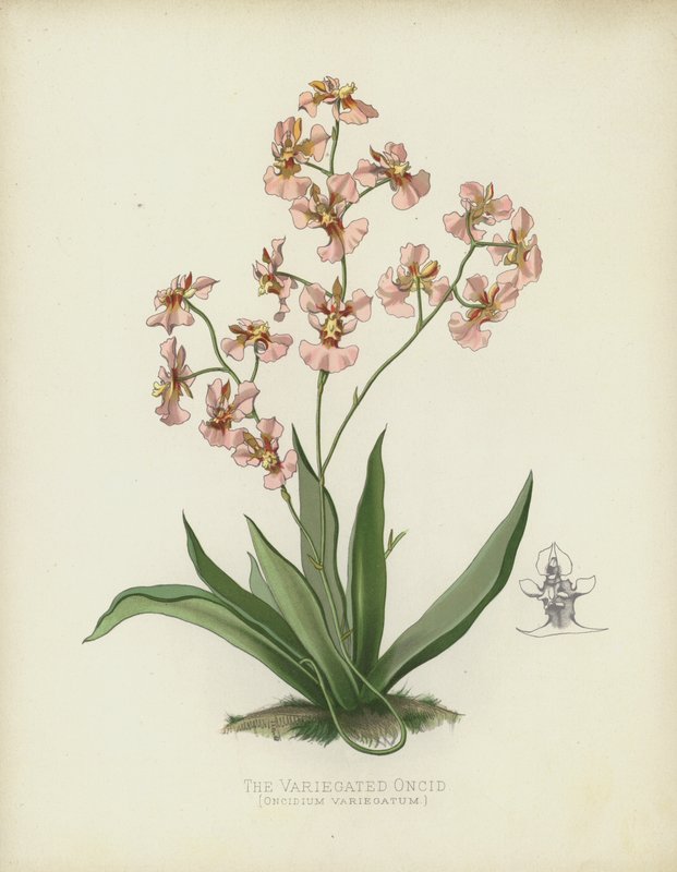A Tarka Oncid, Oncidium Variegatum alkotó: English School