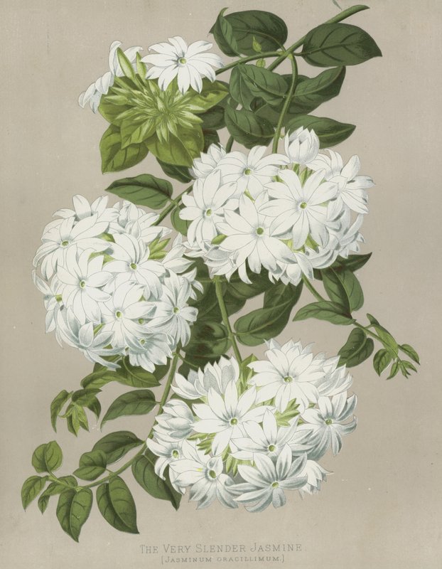 A Nagyon karcsú jázmin, Jasminum Gracillimum alkotó: English School