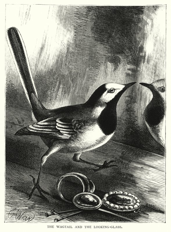 A Wagtail és a szemüveg (metszet) alkotó: English School
