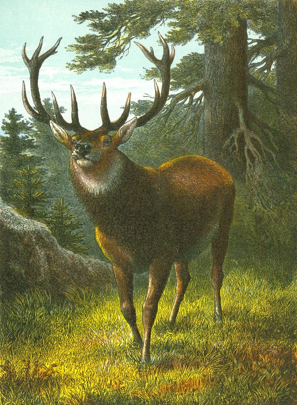 A Wapiti alkotó: English School