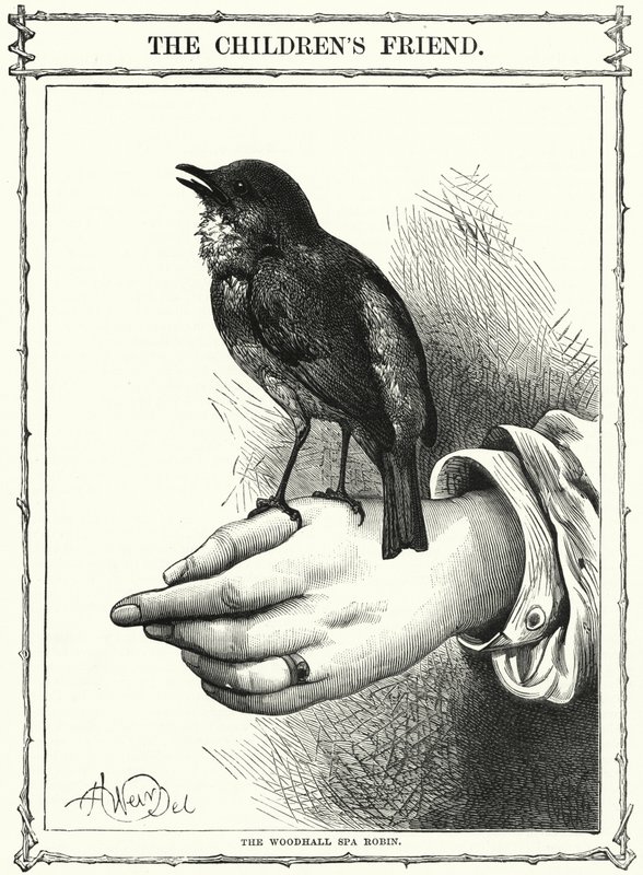A Woodhall Spa-i Robin (metszet) alkotó: English School