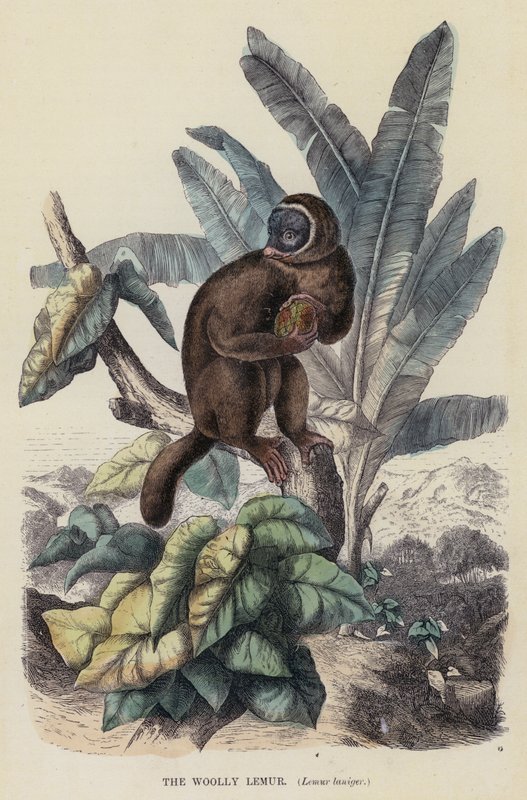 The Woolly Lemur, Lemur laniger (színes metszet) alkotó: English School