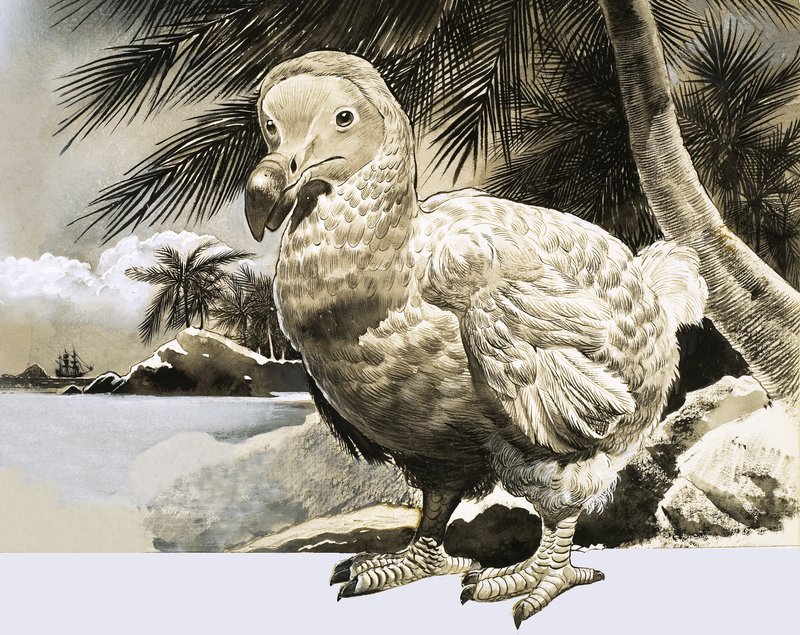 A természet világa: A rejtélyes madár Mauritiusról (The Dodo) alkotó: English School