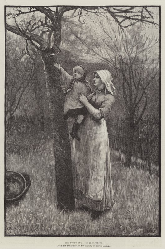 The Young Bud (metszet) alkotó: English School