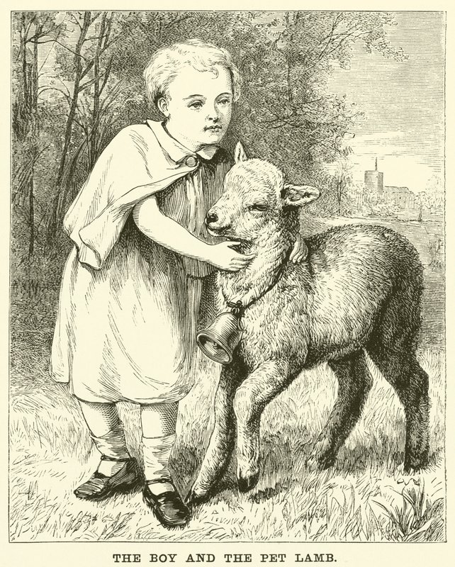 A fiú és a kisállat bárány (metszet) alkotó: English School