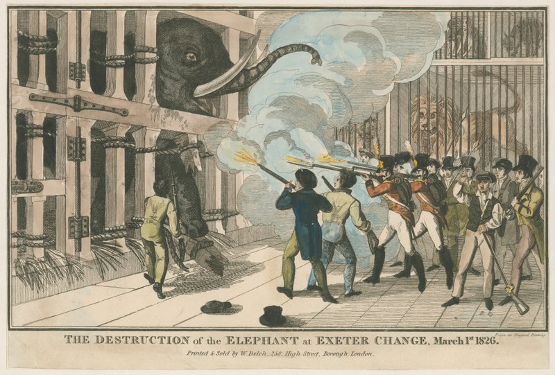 Az elefánt elpusztítása Exeter Change-ben, 1826. március 1 alkotó: English School