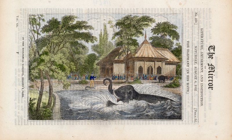Az elefánt a fürdőjében a Regents Park állatkertjében alkotó: English School