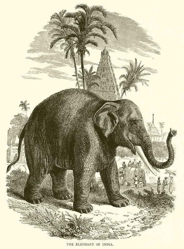 India elefántja alkotó: English School