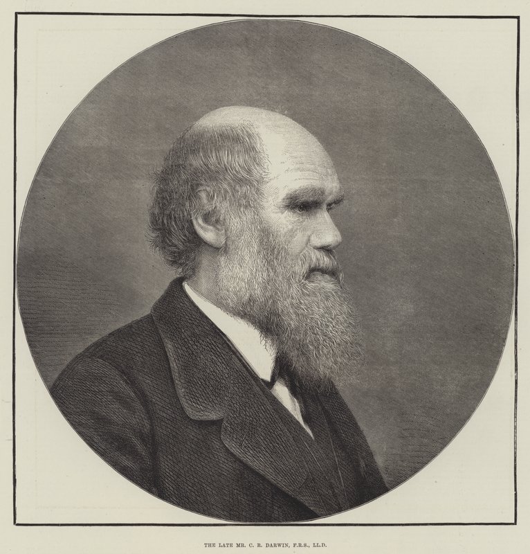 A néhai Mr. C. R. Darwin, FRS, LLD alkotó: English School