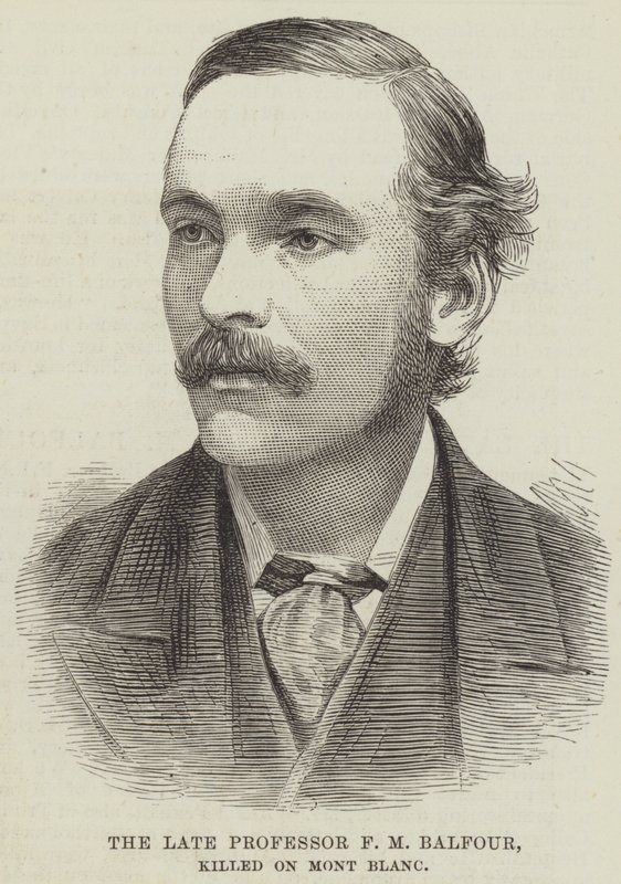 A néhai F M Balfour professzor, megölték a Mont Blanc-on (metszet) alkotó: English School
