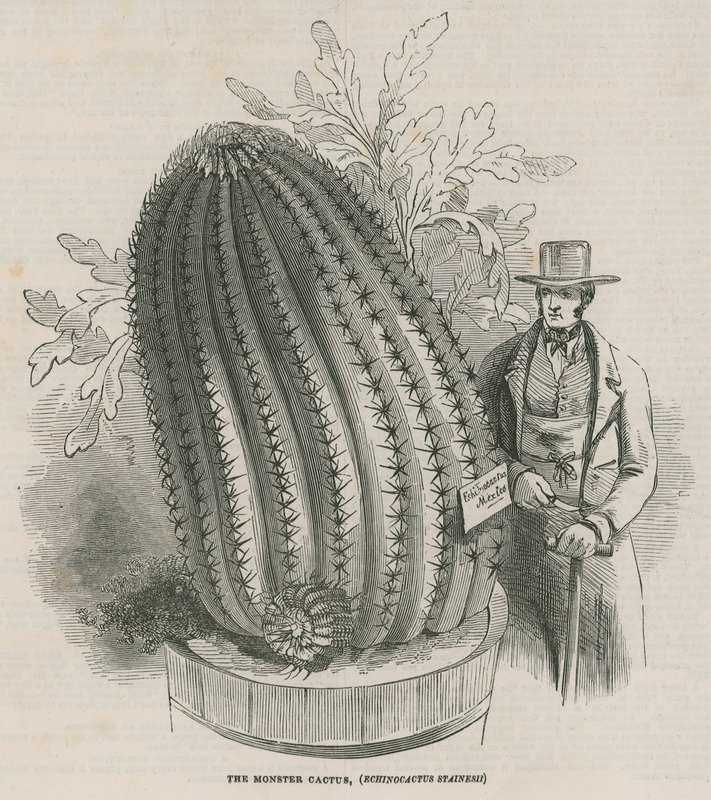 A szörny kaktusz (Echinocactus stainesh) a Royal Gardensben, Kew, London alkotó: English School