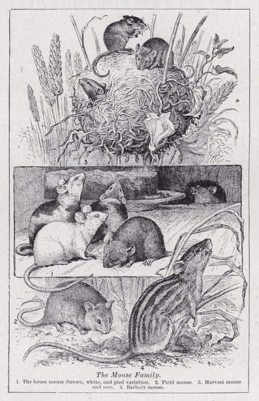 Az egércsalád (litho) alkotó: English School