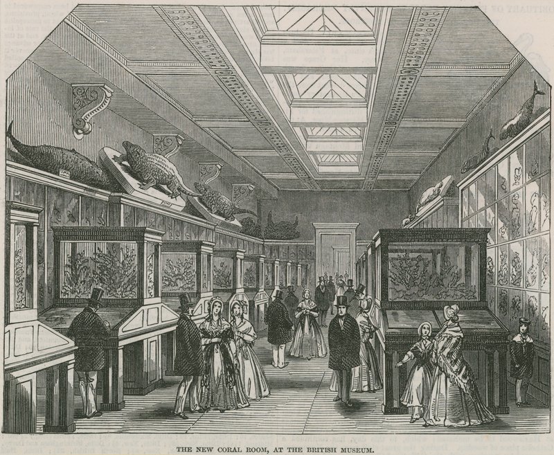 Az új korallszoba a British Museumban alkotó: English School