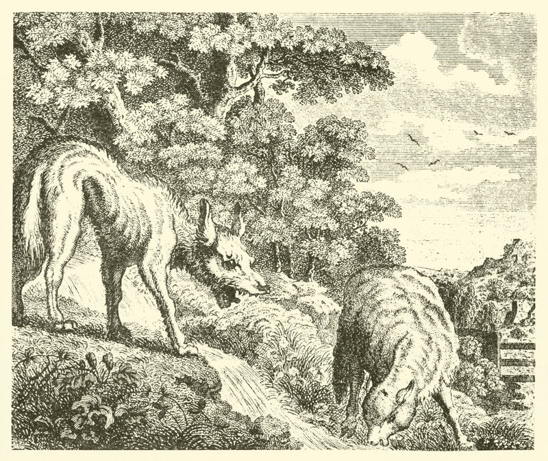 A farkas és a bárány (metszet) alkotó: English School