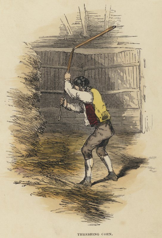 Cséplő kukorica (színes metszet) alkotó: English School