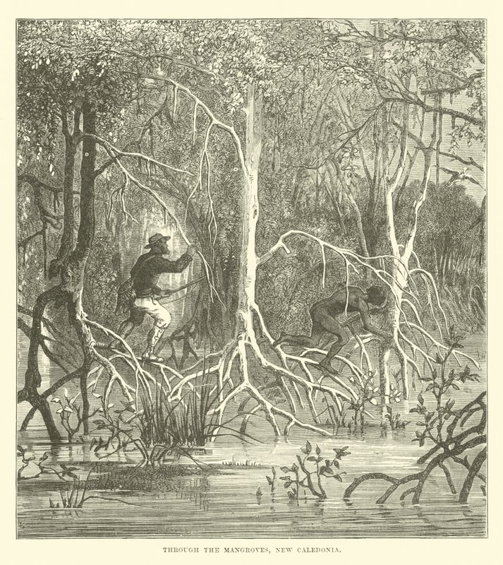 A Mangrove-on keresztül, Új-Kaledónia alkotó: English School