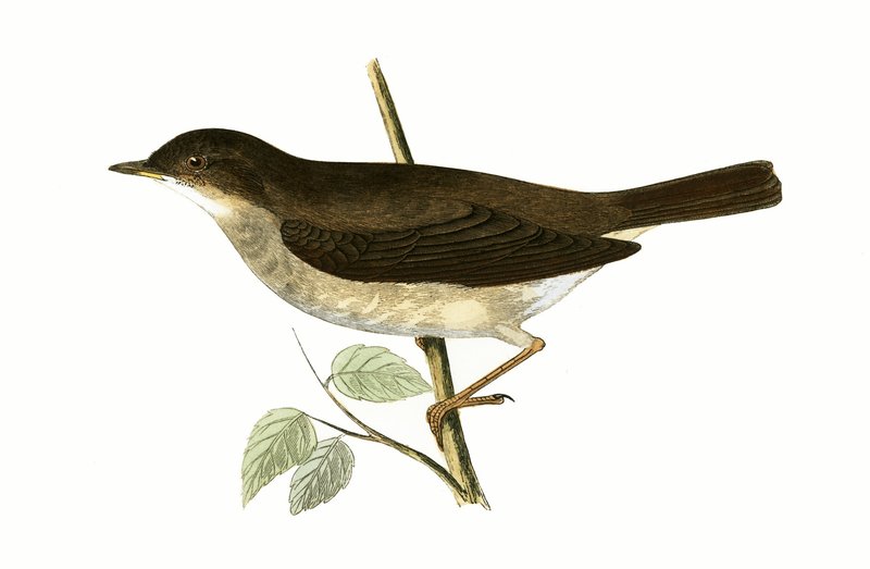 Thrush Nightingale, Charles Robert Bree (1811-86) 1867-ben megjelent „A British-szigeteken nem megfigyelt európai madarak története” című illusztrációja alkotó: English School