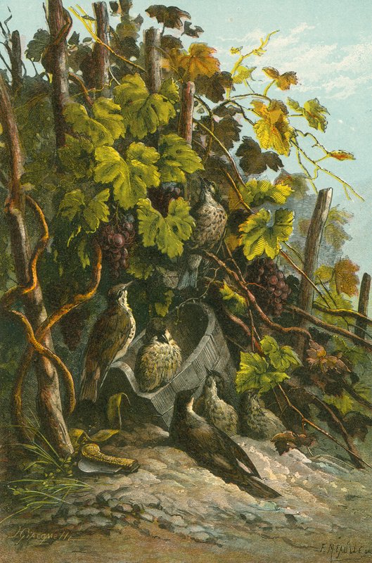 Rigó és szőlő alkotó: English School