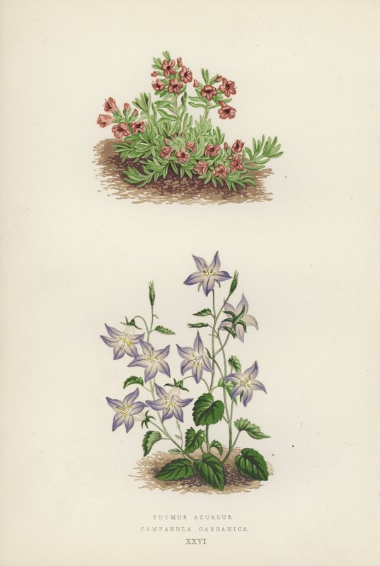 Thymus azureus; Campanula garganica (színes litó) alkotó: English School