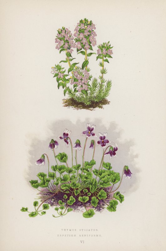 Thymus Striatus; Erpetion Reniforme (színes litográfia) alkotó: English School