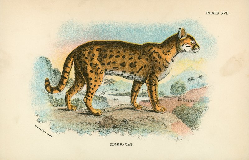 Tigris-Macska alkotó: English School