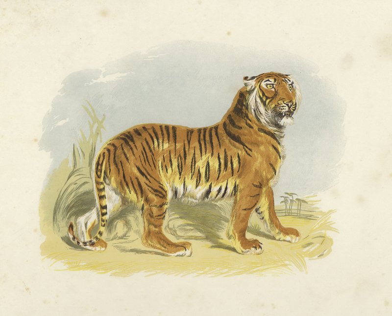 Tigris alkotó: English School