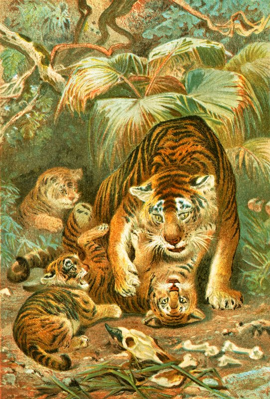Tigris és kölykök alkotó: English School