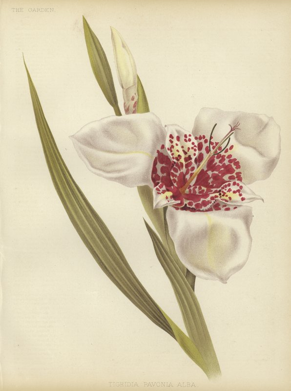 Tigridia pavonia Alba alkotó: English School