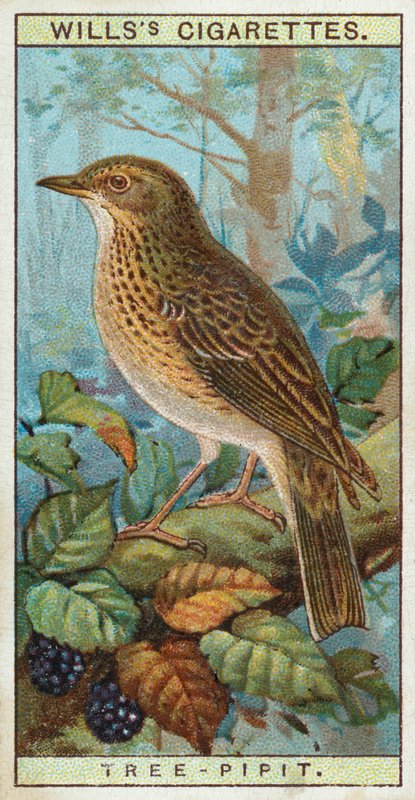 Fa-Pipit alkotó: English School