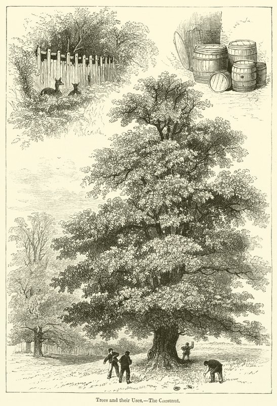 Fák és felhasználásuk, A gesztenye (metszet) alkotó: English School